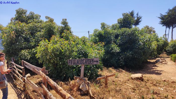 Schulgarten, Avocados werden selbst genutzt, aber auch verkauft © A. + M. Koehn bild